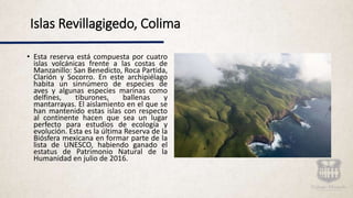 Islas Revillagigedo, Colima
• Esta reserva está compuesta por cuatro
islas volcánicas frente a las costas de
Manzanillo: San Benedicto, Roca Partida,
Clarión y Socorro. En este archipiélago
habita un sinnúmero de especies de
aves y algunas especies marinas como
delfines, tiburones, ballenas y
mantarrayas. El aislamiento en el que se
han mantenido estas islas con respecto
al continente hacen que sea un lugar
perfecto para estudios de ecología y
evolución. Esta es la última Reserva de la
Biósfera mexicana en formar parte de la
lista de UNESCO, habiendo ganado el
estatus de Patrimonio Natural de la
Humanidad en julio de 2016.
 