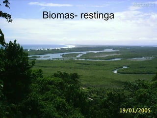 Biomas- restinga
 