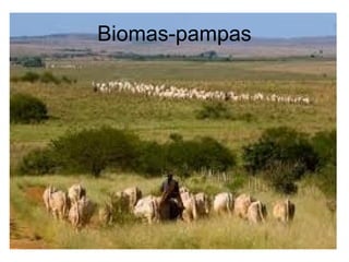 Biomas-pampas
 