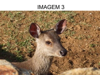 IMAGEM 3
 