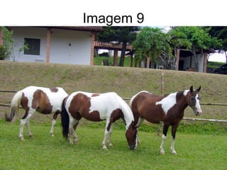 Imagem 9
 