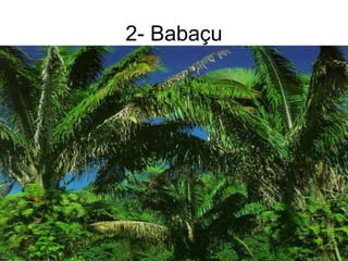 2- Babaçu
 
