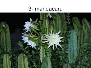 3- mandacaru
 