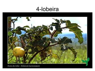 4-lobeira
 