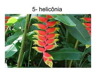 5- helicônia
 