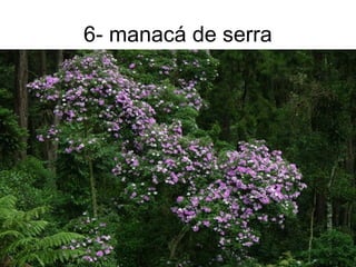 6- manacá de serra
 
