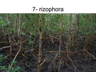 7- rizophora
 