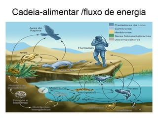 Cadeia-alimentar /fluxo de energia
 