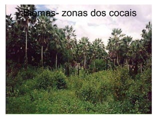 Biomas- zonas dos cocais
 