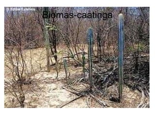 Biomas-caatinga
 