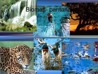Biomas- pantanal
 
