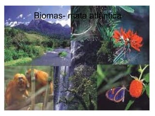 Biomas- mata atlântica
 