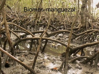 Biomas-manguezal
 