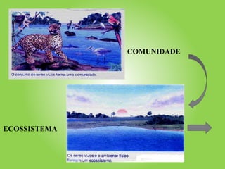 COMUNIDADE
ECOSSISTEMA
 