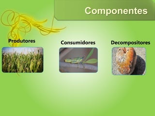 Componentes
Produtores Consumidores Decompositores
 