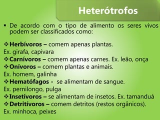  De acordo com o tipo de alimento os seres vivos
podem ser classificados como:
Herbívoros – comem apenas plantas.
Ex. girafa, capivara
Carnívoros – comem apenas carnes. Ex. leão, onça
Onívoros – comem plantas e animais.
Ex. homem, galinha
Hematófagos - se alimentam de sangue.
Ex. pernilongo, pulga
Insetívoros – se alimentam de insetos. Ex. tamanduá
Detritívoros – comem detritos (restos orgânicos).
Ex. minhoca, peixes
Heterótrofos
 