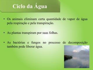 • Os animais eliminam certa quantidade de vapor de água
pela respiração e pela transpiração.
• As plantas transpiram por suas folhas.
• As bactérias e fungos no processo de decomposição
também pode liberar água.
Ciclo da Água
 