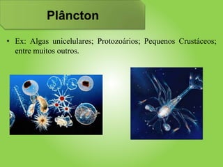 Plâncton
• Ex: Algas unicelulares; Protozoários; Pequenos Crustáceos;
entre muitos outros.
 