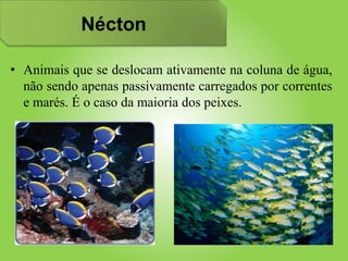 Nécton
• Animais que se deslocam ativamente na coluna de água,
não sendo apenas passivamente carregados por correntes
e marés. É o caso da maioria dos peixes.
 