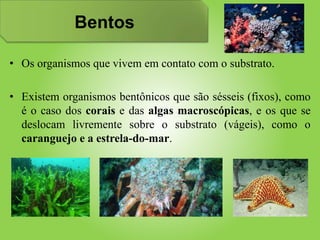 Bentos
• Os organismos que vivem em contato com o substrato.
• Existem organismos bentônicos que são sésseis (fixos), como
é o caso dos corais e das algas macroscópicas, e os que se
deslocam livremente sobre o substrato (vágeis), como o
caranguejo e a estrela-do-mar.
 