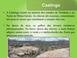 Caatinga
• A Caatinga ocorre na maioria dos estados do Nordeste e no
Norte de Minas Gerais. As chuvas são escassas, concentradas
nos poucos meses que constituem a estação chuvosa.
• Na época da seca, os galhos das árvores tornam-se
esbranquiçados. Na breve época das chuvas, a mata branca
adquire outras cores: o verde e o multicolorido das flores que
aparecem nesse período.
 