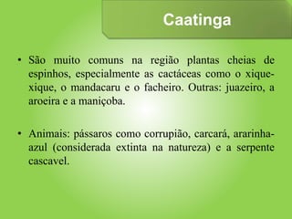 • São muito comuns na região plantas cheias de
espinhos, especialmente as cactáceas como o xique-
xique, o mandacaru e o facheiro. Outras: juazeiro, a
aroeira e a maniçoba.
• Animais: pássaros como corrupião, carcará, ararinha-
azul (considerada extinta na natureza) e a serpente
cascavel.
Caatinga
 