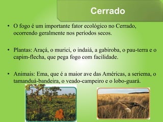 Cerrado
• O fogo é um importante fator ecológico no Cerrado,
ocorrendo geralmente nos períodos secos.
• Plantas: Araçá, o murici, o indaiá, a gabiroba, o pau-terra e o
capim-flecha, que pega fogo com facilidade.
• Animais: Ema, que é a maior ave das Américas, a seriema, o
tamanduá-bandeira, o veado-campeiro e o lobo-guará.
 