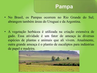 Pampa
• No Brasil, os Pampas ocorrem no Rio Grande do Sul;
abrangem também áreas do Uruguai e da Argentina.
• A vegetação herbácea é utilizada na criação extensiva de
gado. Essa atividade é um fator de ameaça às diversas
espécies de plantas e animais que ali vivem. Atualmente,
outra grande ameaça é o plantio de eucaliptos para indústrias
de papel e madeira.
 
