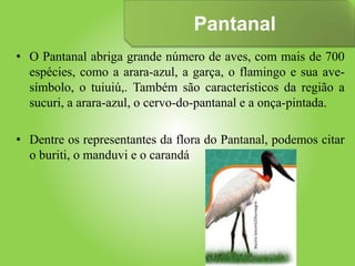 Pantanal
• O Pantanal abriga grande número de aves, com mais de 700
espécies, como a arara-azul, a garça, o flamingo e sua ave-
símbolo, o tuiuiú,. Também são característicos da região a
sucuri, a arara-azul, o cervo-do-pantanal e a onça-pintada.
• Dentre os representantes da flora do Pantanal, podemos citar
o buriti, o manduvi e o carandá
 
