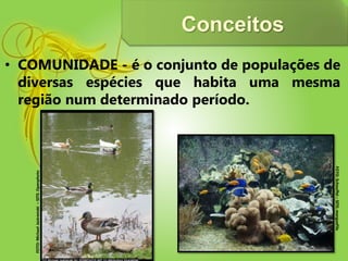 Conceitos
• COMUNIDADE - é o conjunto de populações de
diversas espécies que habita uma mesma
região num determinado período.
FOTO:Schnuffel–SITE:morgueFile
FOTO:MichaelJastremski–SITE:Openphoto
 