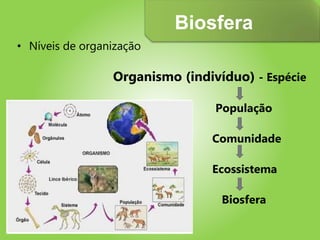 • Níveis de organização
Organismo (indivíduo) - Espécie
População
Comunidade
Ecossistema
Biosfera
Biosfera
 