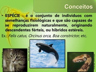 Conceitos
• ESPÉCIE - é o conjunto de indivíduos com
semelhanças fisiológicas e que são capazes de
se reproduzirem naturalmente, originando
descendentes férteis, ou híbridos estéreis.
Ex.: Felis catus, Orcinus orca, Boa constrictor, etc.
FOTO:backtrust–SITE:SXC.hu
FOTO:Cholin–SITE:SXC.hu
FOTO:tome213–SITE:SXC.hu
 
