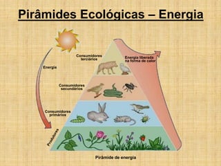 Ecologia 4- Pirâmides Ecológicas.pdf