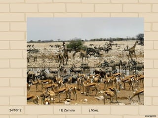 24/10/12   I E Zamora   j.flórez
 