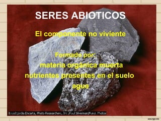 SERES ABIOTICOS
              El componente no viviente

                   Formado por:
                materia orgánica muerta
           nutrientes presentes en el suelo
                         agua


24/10/12             I E Zamora   j.flórez
 