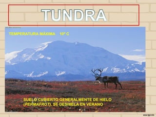 TEMPERATURA MÁXIMA       10º C




           SUELO CUBIERTO GENERALMENTE DE HIELO
           (PERMAFROT), SE DESHIELA EN VERANO
24/10/12                 I E Zamora   j.flórez
 