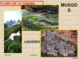 FLORA DE LA TUNDRA
                                       MUSGO
                                         S




             LIQUENES



  24/10/12     I E Zamora   j.flórez
 