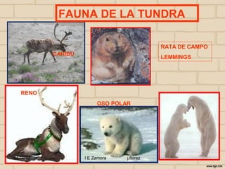 FAUNA DE LA TUNDRA

                                            RATA DE CAMPO
           CARIBÚ
                                            LEMMINGS




   RENO
                         OSO POLAR




24/10/12            I E Zamora   j.flórez
 