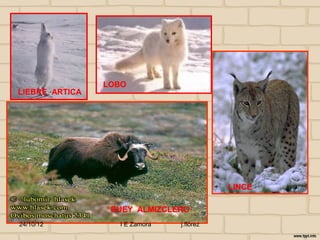 LOBO
LIEBRE ARTICA




                                          LINCE

                 BUEY ALMIZCLERO
24/10/12          I E Zamora   j.flórez
 