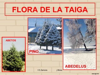FLORA DE LA TAIGA


ABETOS



           PINO


                                      ABEDELUS
24/10/12      I E Zamora   j.flórez
 