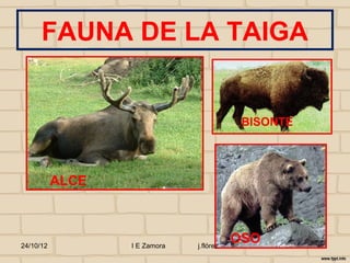 FAUNA DE LA TAIGA


                                           BISONTE




           ALCE



24/10/12          I E Zamora   j.flórez
                                          OSO
 