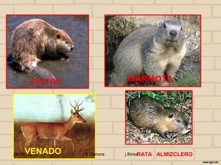 CASTOR                 MARMOTA




     VENADO
24/10/12        I E Zamora   j.flórezRATA   ALMIZCLERO
 