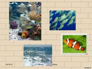 24/10/12   I E Zamora   j.flórez
 