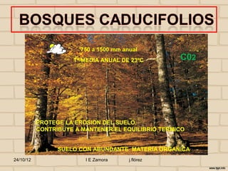 750 a 1500 mm anual
                     Tº MEDIA ANUAL DE 23ºC         C02




           PROTEGE LA EROSION DEL SUELO.
           CONTRIBUYE A MANTENER EL EQUILIBRIO TERMICO


                 SUELO CON ABUNDANTE MATERIA ORGANICA
24/10/12                 I E Zamora    j.flórez
 