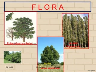 FLORA



 Roble (Quercus Robur)                               ALAMO
                                                   Populus sp.)




                                 ALISO
24/10/12                 I E Zamora     j.flórez
                              alnus acuminata
 