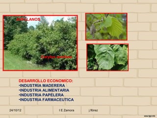 AVELLANOS




                Corylus avellana




      DESARROLLO ECONOMICO:
      •INDUSTRIA MADERERA
      •INDUSTRIA ALIMENTARIA
      •INDUSTRIA PAPELERA
      •INDUSTRIA FARMACEUTICA

24/10/12                 I E Zamora   j.flórez
 