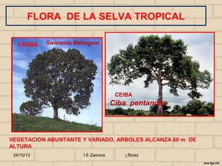 FLORA DE LA SELVA TROPICAL

   CAOBA    Swietenia Mahogani




                                      CEIBA
                                     Ciba pentandra



VEGETACION ABUNTANTE Y VARIADO, ARBOLES ALCANZA 60 m DE
ALTURA
 24/10/12               I E Zamora       j.flórez
 