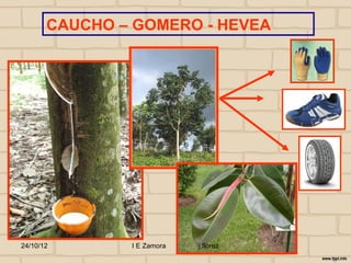 CAUCHO – GOMERO - HEVEA




24/10/12       I E Zamora   j.flórez
 