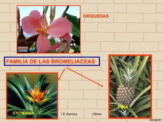 ORQUIDIAS




FAMILIA DE LAS BROMELIACEAS




                                           PIÑA
   GUZMANIA
 24/10/12       I E Zamora      j.flórez
 