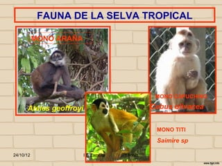 FAUNA DE LA SELVA TROPICAL

           MONO ARAÑA




                                                  MONO CAPUCHINO

      Ateles geoffroyi                           Cebus olivacea


                                                  MONO TITI

                                                  Saimire sp

24/10/12                 I E Zamora   j.flórez
 